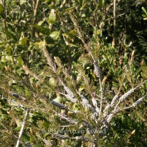 Callistemon sieberi 'Widdicombe Gem'