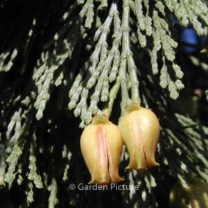 Libocedrus decurrens