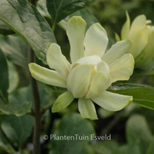 Calycanthus 'Venus'