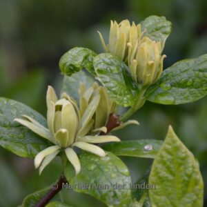 Calycanthus floridus 'Athens'