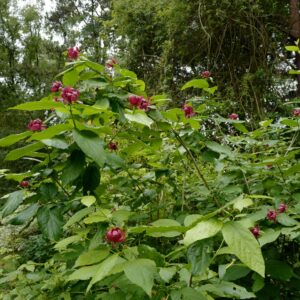 Calycanthus raulstonii 'Hartlage Wine'