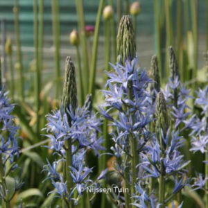 Camassia leichtlinii 'Blue Candle'