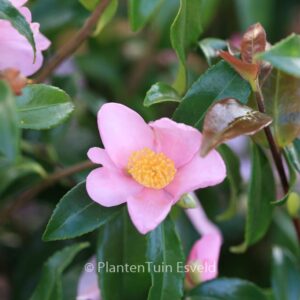 Camellia 'Ashton's Pride'