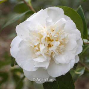 Camellia 'Cream Puff'
