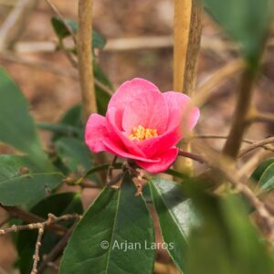 Camellia 'Crimson Candles'