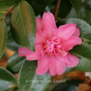 Camellia 'Frost Prince'