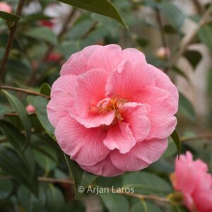 Camellia 'Ice Follies'
