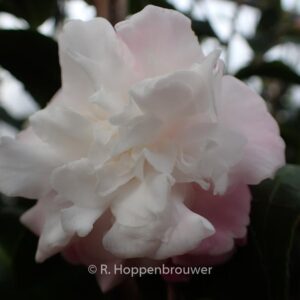 Camellia 'Izumoko'