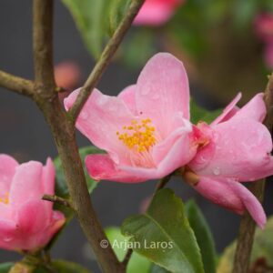 Camellia 'Minato-no-akebono'