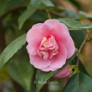 Camellia 'Minato-no-hana'