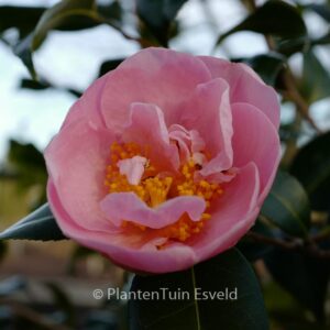 Camellia 'Pink Icicle'