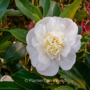 Camellia 'Scented Snow'