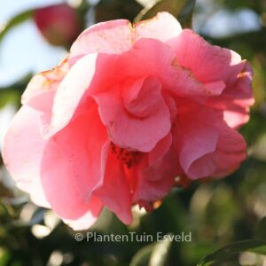 Camellia 'Spring Frill'