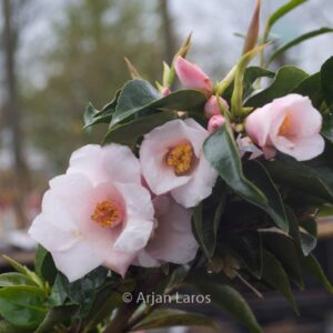 Camellia 'Toki-hime'
