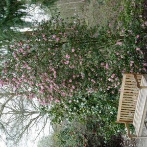 Camellia cuspidata 'Spring Festival'