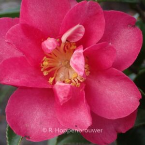 Camellia hiemalis