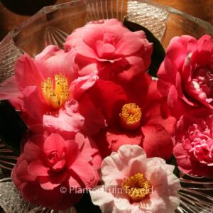 Camellia japonica