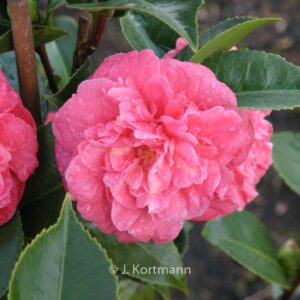Camellia japonica 'Albertii'