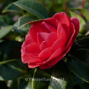 Camellia japonica 'Black Tie'