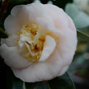 Camellia japonica 'Botanyuki'