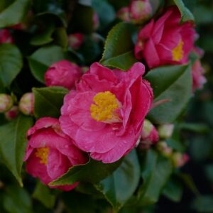 Camellia japonica 'Dr. King'