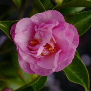 Camellia japonica 'Fiori di Lago Maggiore'