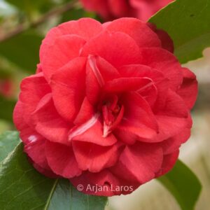 Camellia japonica 'Fleur Dipater'