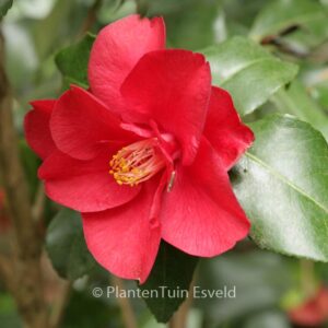Camellia japonica 'Fred Sander'