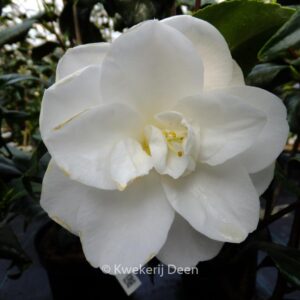 Camellia japonica 'Hime-shirayuki'