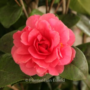 Camellia japonica 'Hippolyte Thoby'