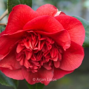 Camellia japonica 'John Tooby'