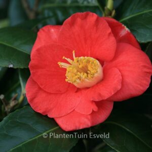 Camellia japonica 'Jupiter'