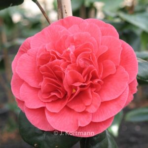 Camellia japonica 'Lady Campbell'