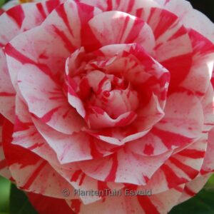 Camellia japonica 'Lavinia Maggi'