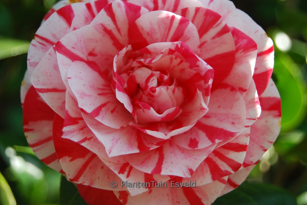 Camellia japonica 'Lavinia Maggi'