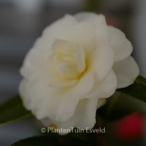 Camellia japonica 'Lemon Drop'