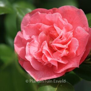 Camellia japonica 'Marie Bracey'
