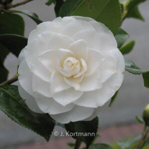 Camellia japonica 'Nobilissima'