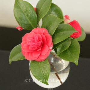 Camellia japonica 'Orandako'