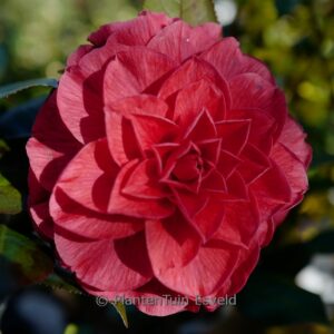 Camellia japonica 'Plateau' (Femme Fatale)