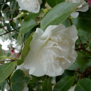 Camellia japonica 'Powder Puff'