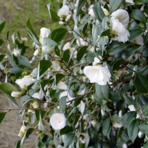 Camellia japonica 'Shiragiku'