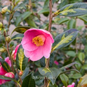 Camellia japonica 'Taiyo'