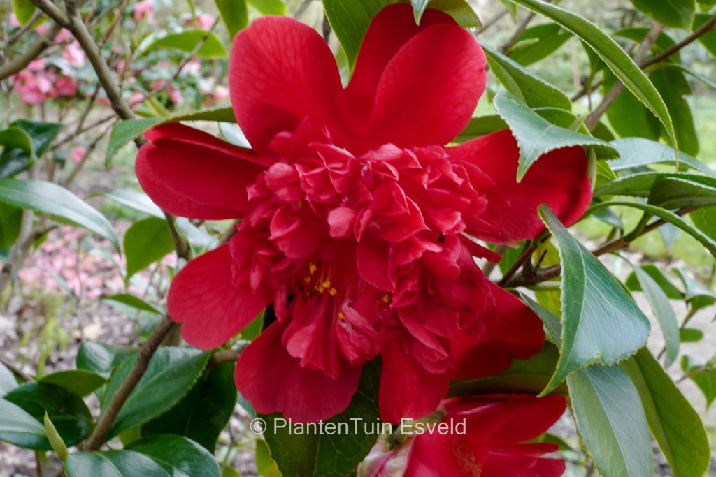 Camellia japonica 'Volcano'