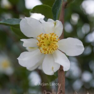 Camellia obtusifolia