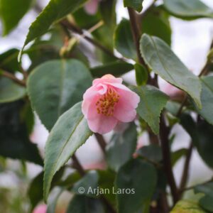 Camellia rosiflora 'Roka'