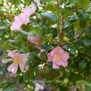 Camellia sasanqua 'Cleopatra'