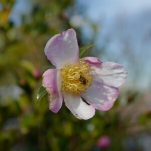 Camellia sasanqua 'Fukuzutsumi'