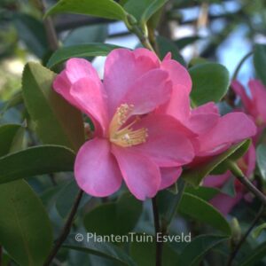 Camellia sasanqua 'Hiryu'