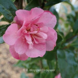 Camellia sasanqua 'Jennifer Susan'
